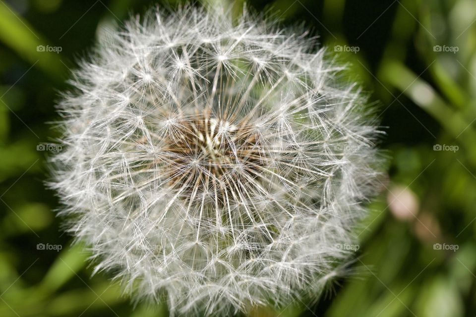 Dandelion in bloom