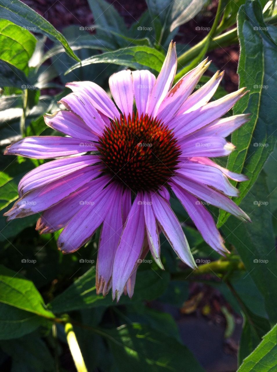 Cone flower