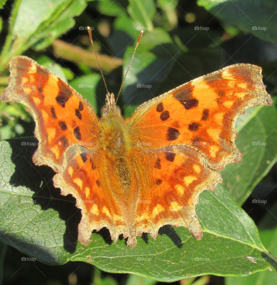 Comma butterfly🦋