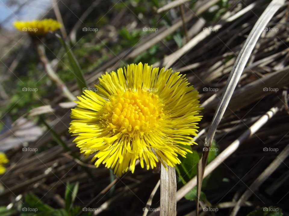 dandelions