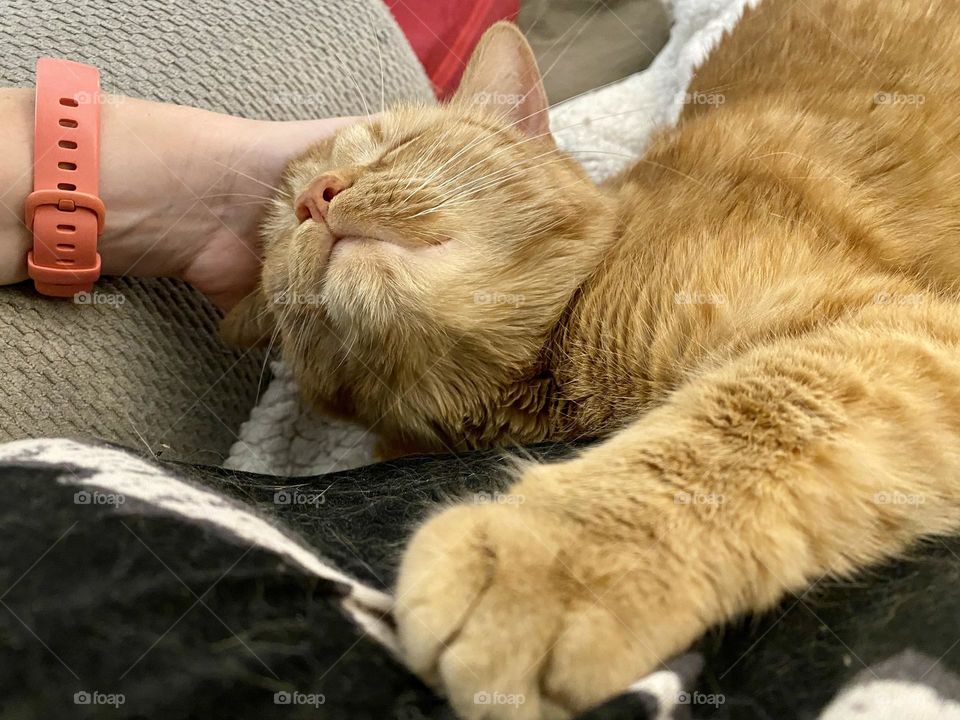 An orange tabby cat enjoyed being petted while sitting on her person