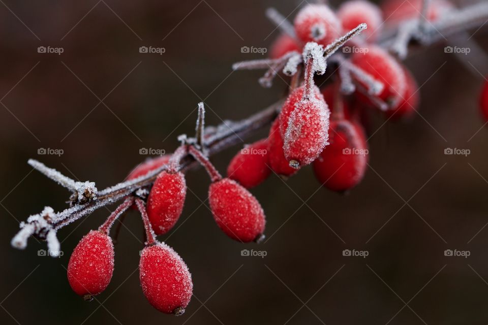 Frosty Red Berries