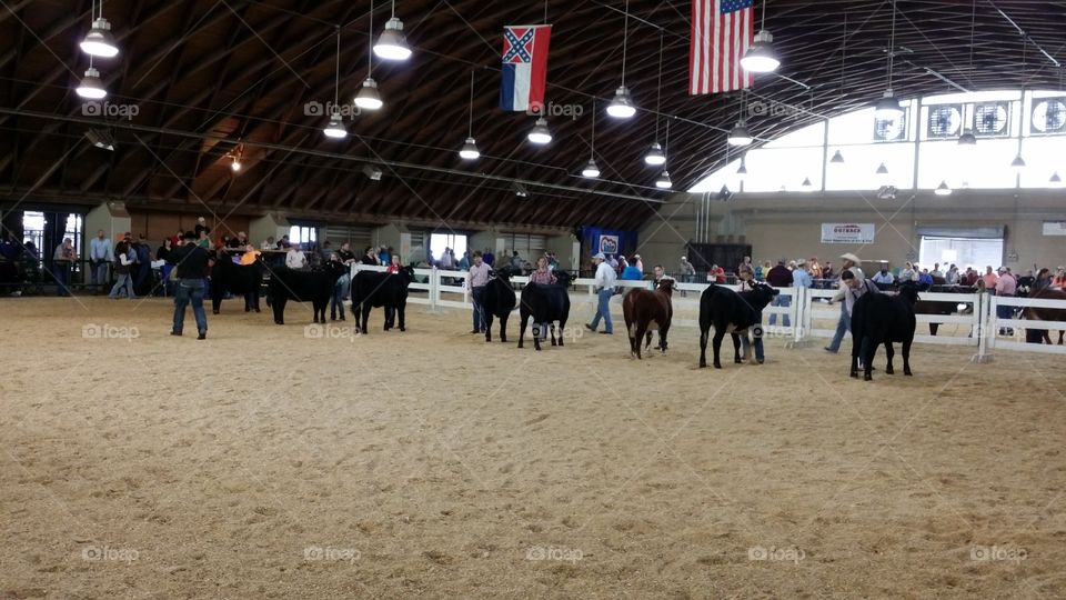 Cow show competition 