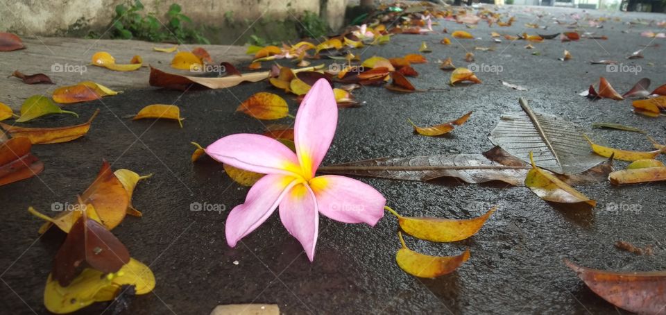 a frangipani flower fall in the street