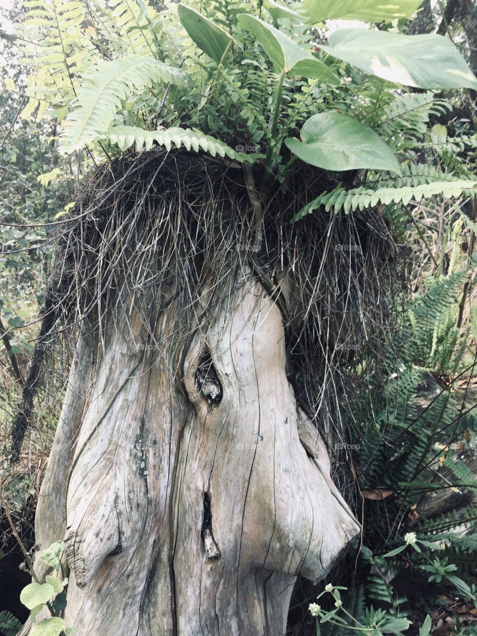Hawthorne Nursery urbex abandoned