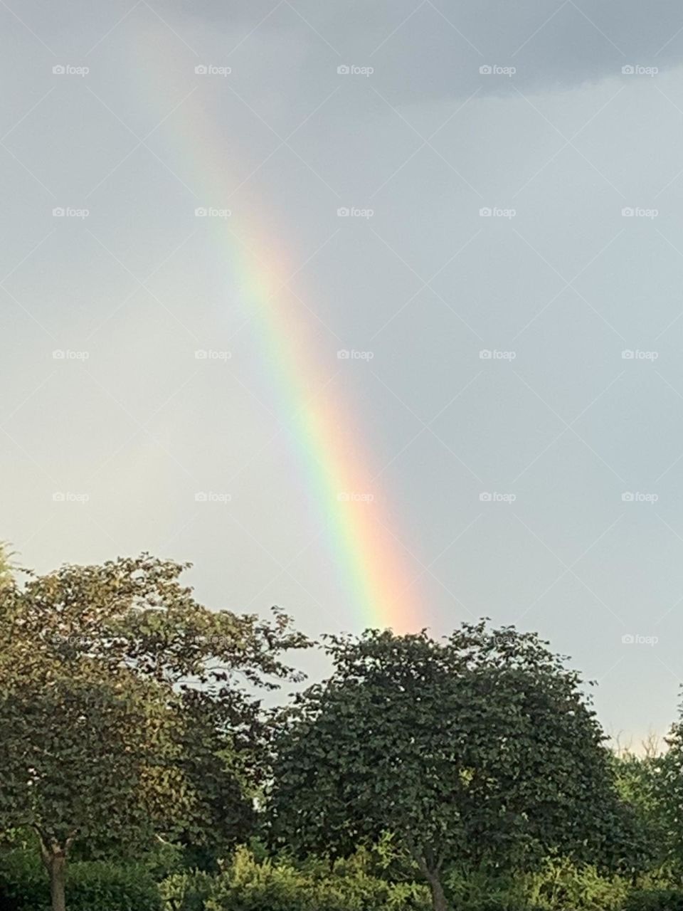 Sky rainbow over tree line and across the field after a summer storm