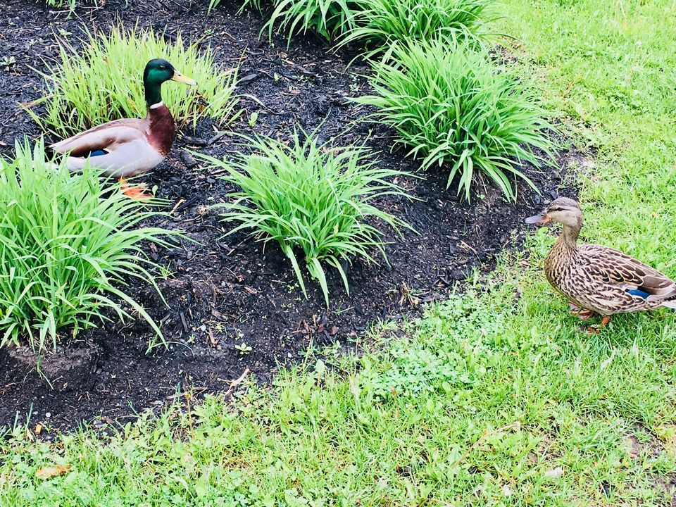Ducks Couple on Grass-May 26 2017- Montreal, Quebec, Canada 