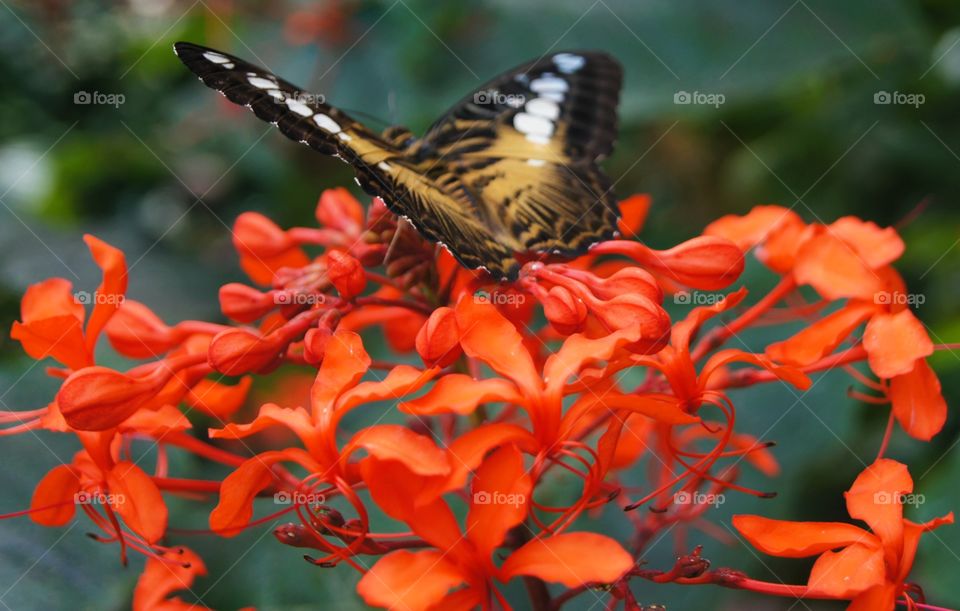 Butterfly on flower