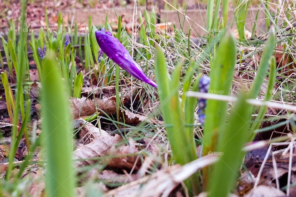 Crocus is coming out