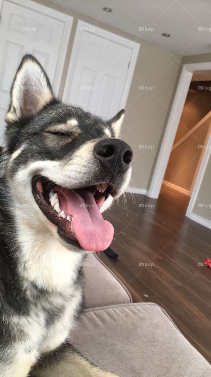 A very happy Tabaskan Husky smiling on a beautiful morning. Such a cute boy. He has my heart forever.