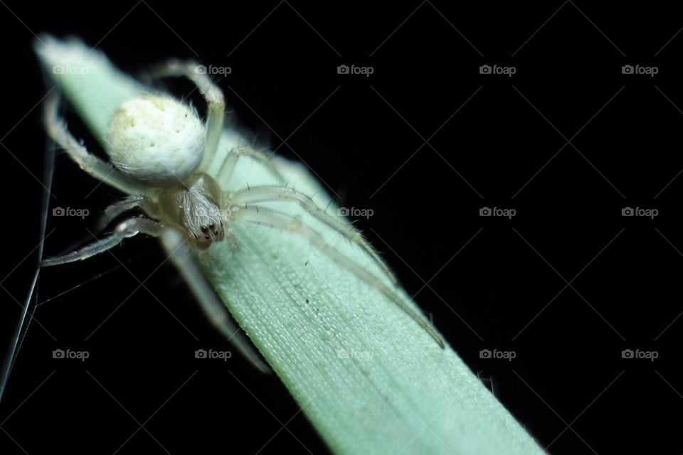 A yellow spiderweb on green background.
