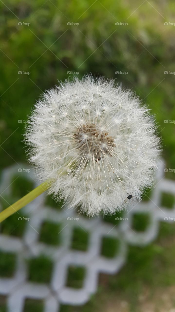 Dandelion