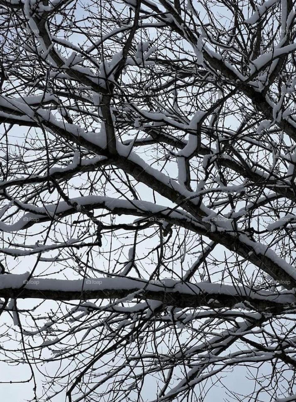 Snow on tree branches