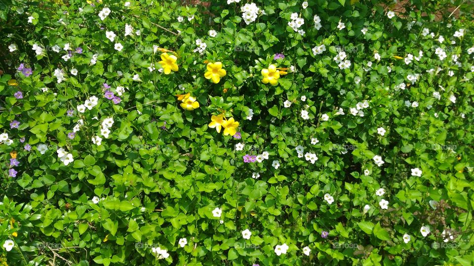 Three  colour,Two  breed  flowers   combination   in   a  single  Photo