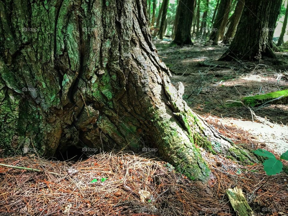 Pine cones and needles covering the forest floor.