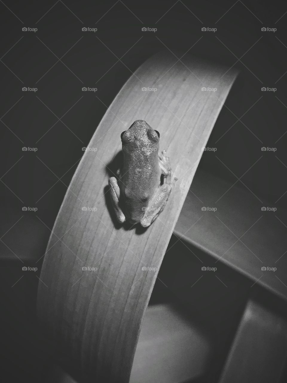 Tree frog on leaf, black and white 