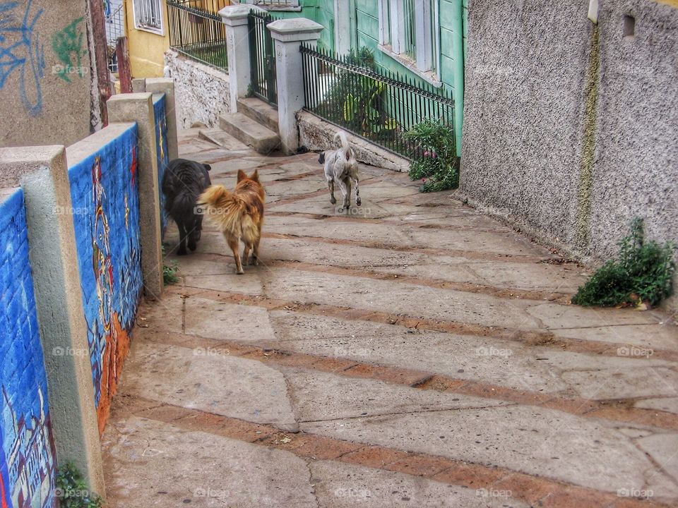 Dogs. Afternoon Stroll