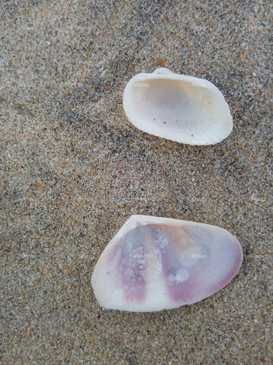 Shell on sand