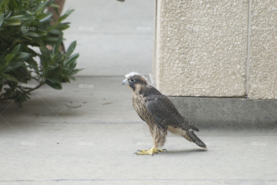 A baby Peregrine Falcon learning to fly