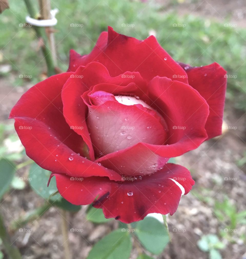 🌹 🇺🇸 Very beautiful flowers to brighten our day.  Live nature and its beauty. Did you like the delicate petals? / 🇧🇷 Flores muito bonitas para alegrar nosso dia. Viva a natureza e sua beleza. Gostaram das pétalas delicadas? 
