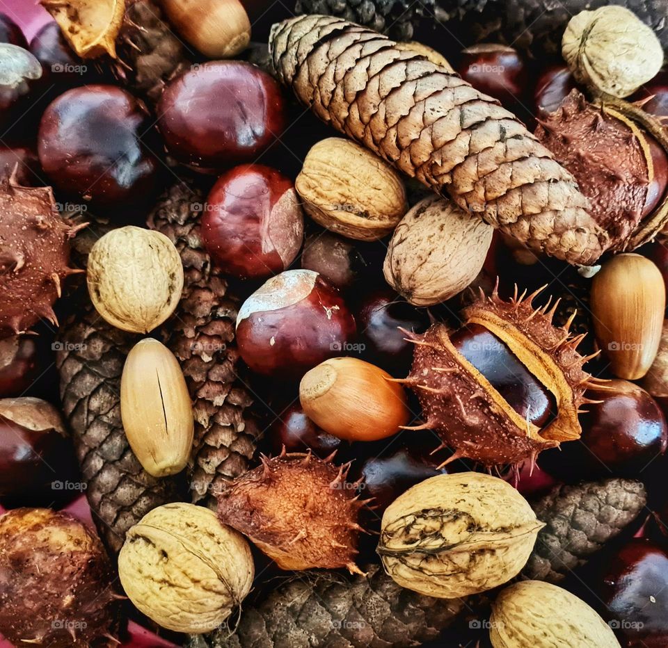 Beauty's from the tree on the ground in the forest