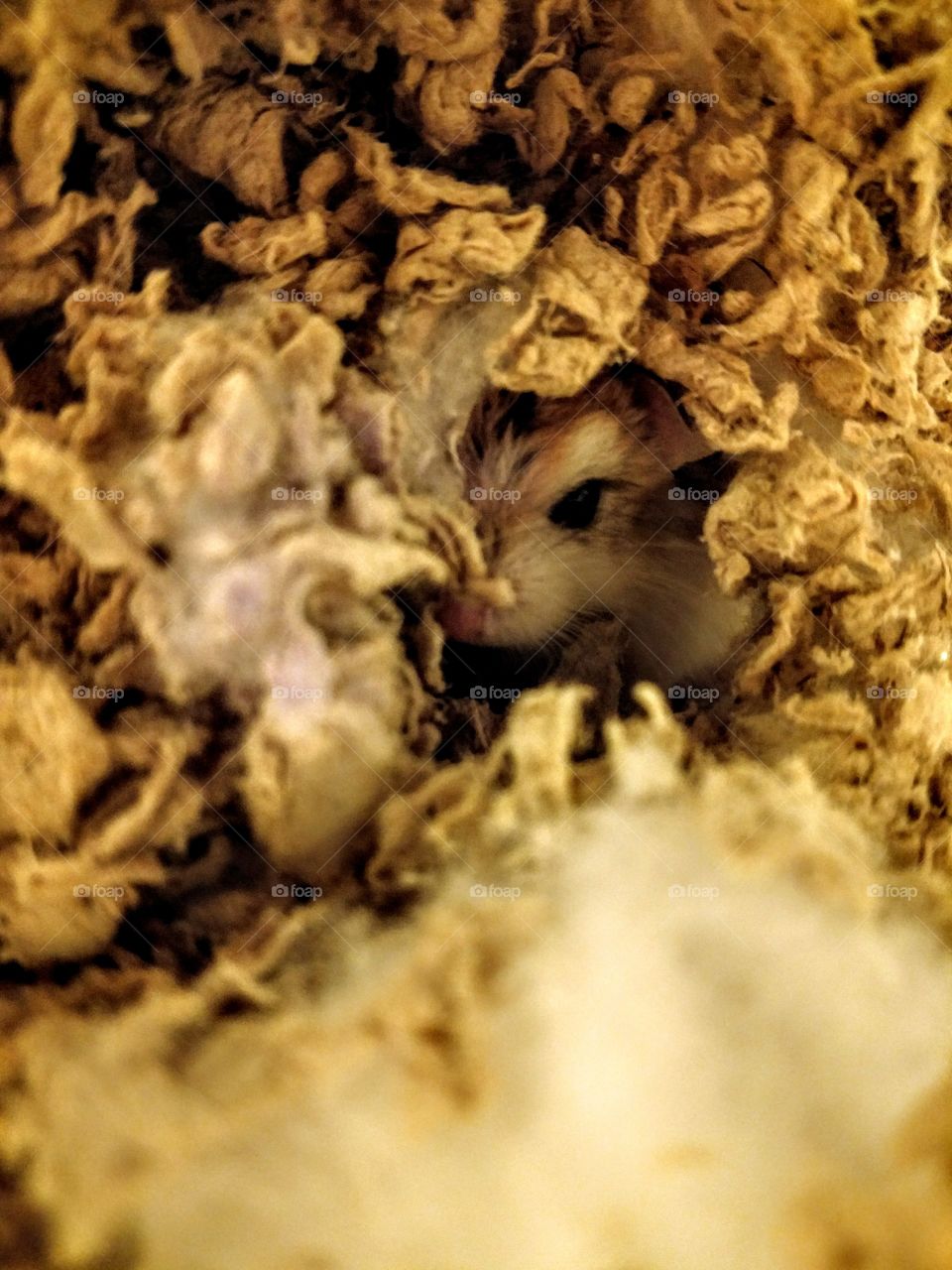 Hamster Hiding