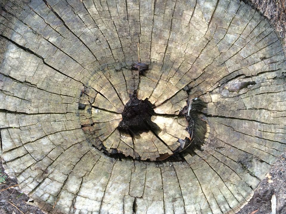 Tree stump
