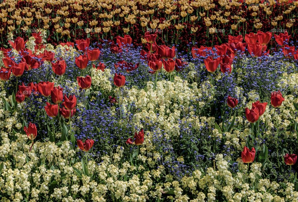 A colourful floral display in London