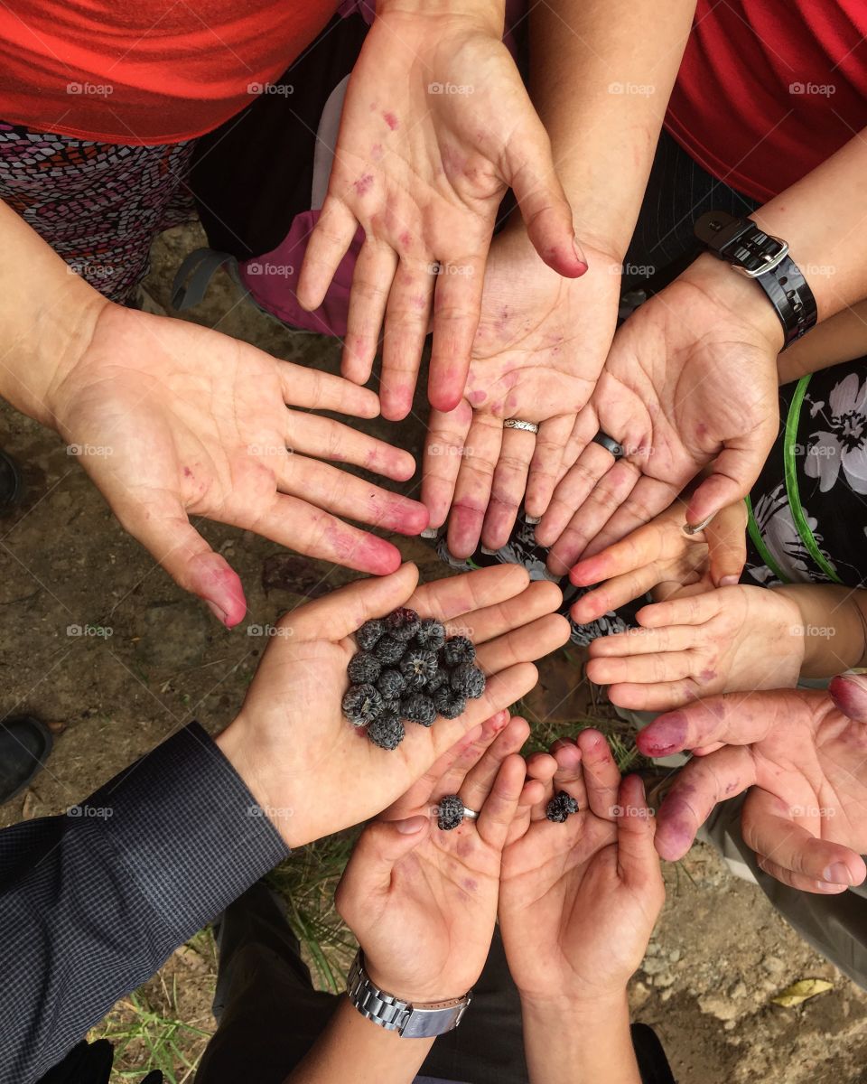 Blackberry stained hands.