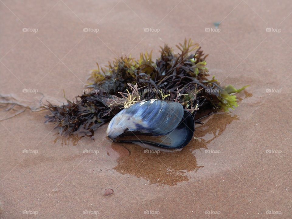 Seashells on Cavendish Beach, Prince Edward Island 