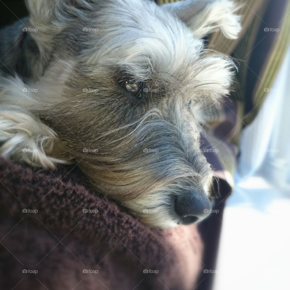 spring views. Courtney is a miniature schnauzer new to country living. she is enjoying the view from the living room