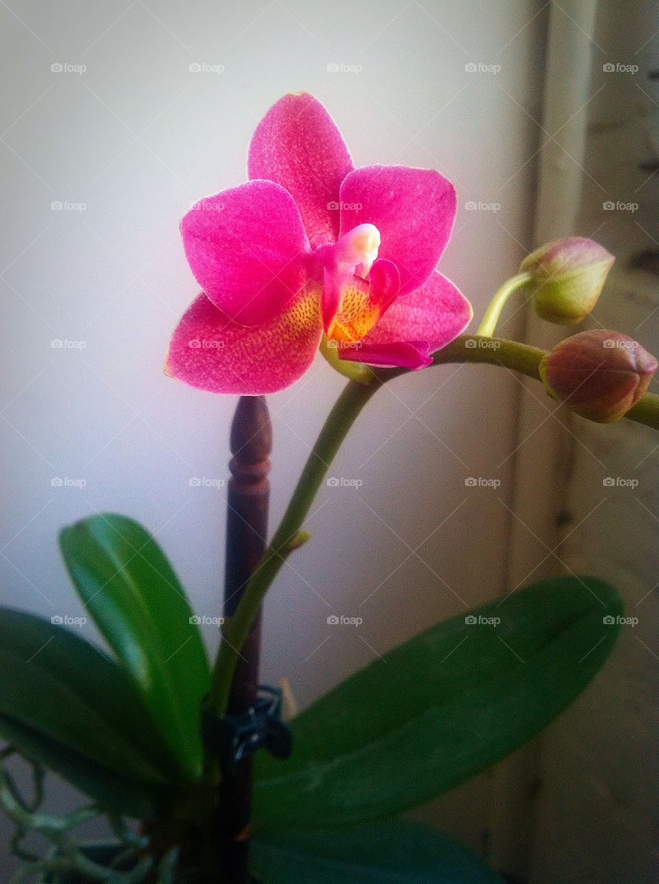 Pink orchid blooming
