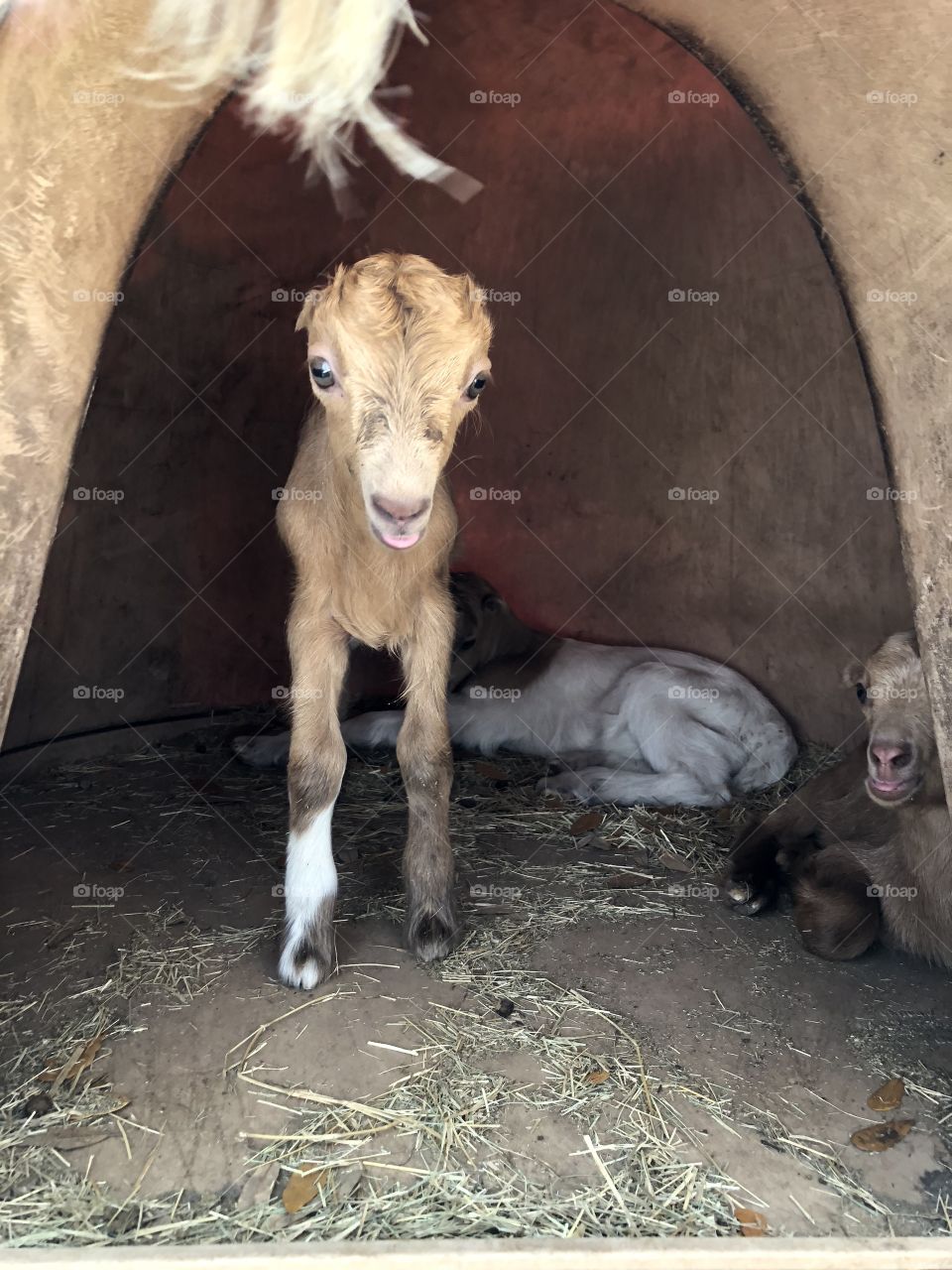 Newborn goat 