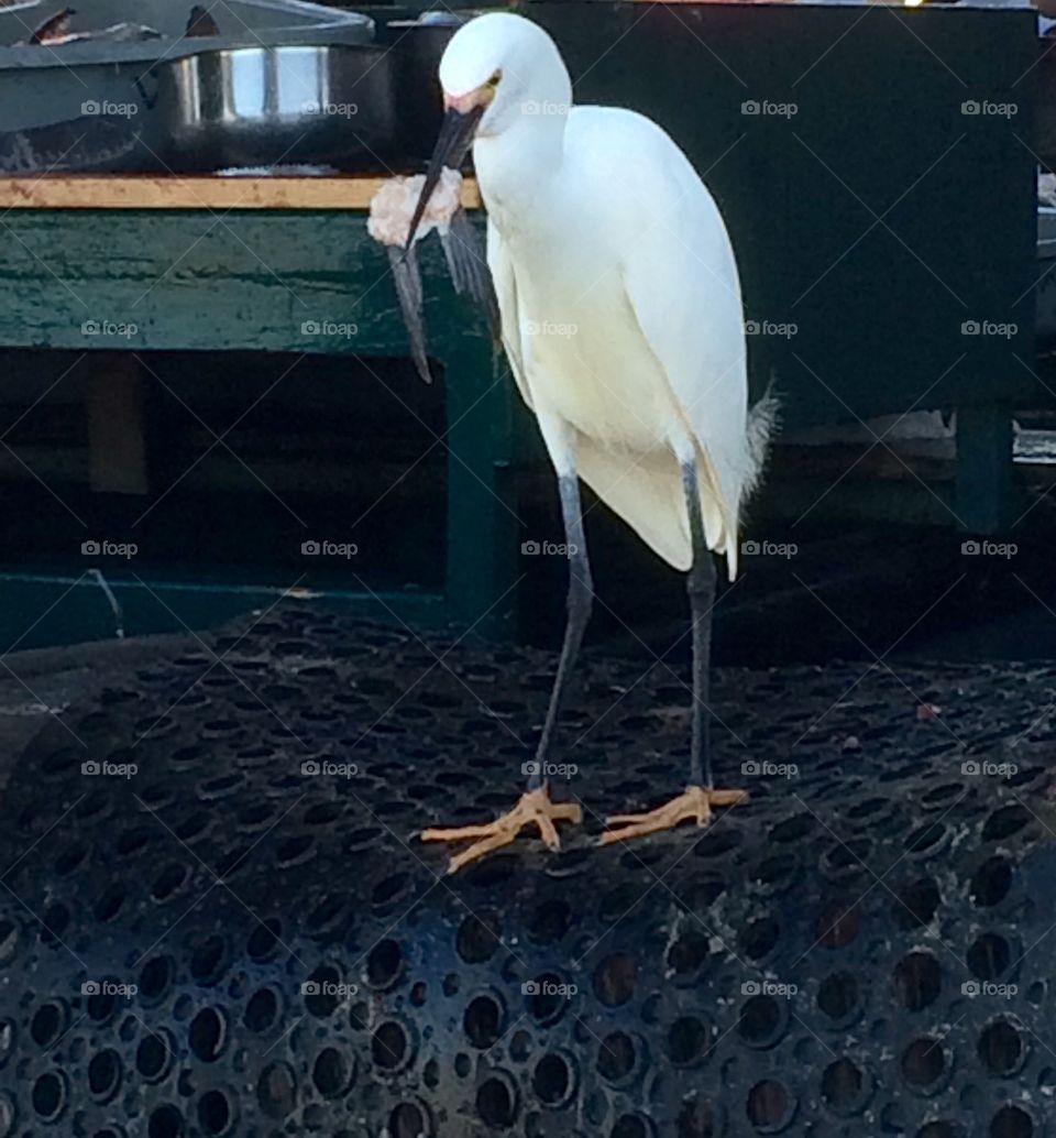 Bites off more than he can chew. Bites off more than he can chew