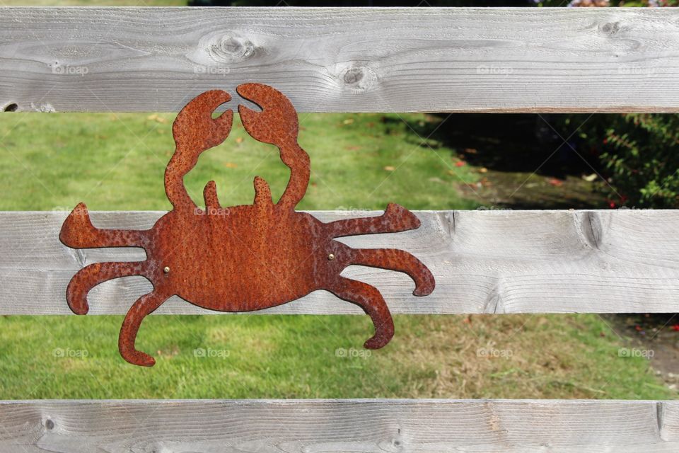 Crab mounted on a fence at the Oregon Coast.