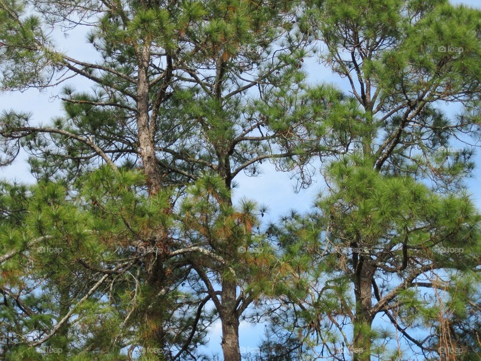 Pine Trees