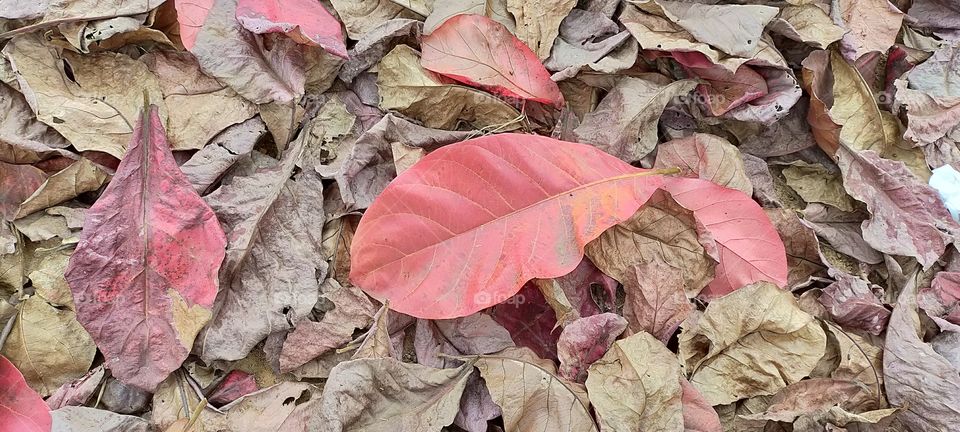 Indian Almond leaves started dropping off as the season commenced.