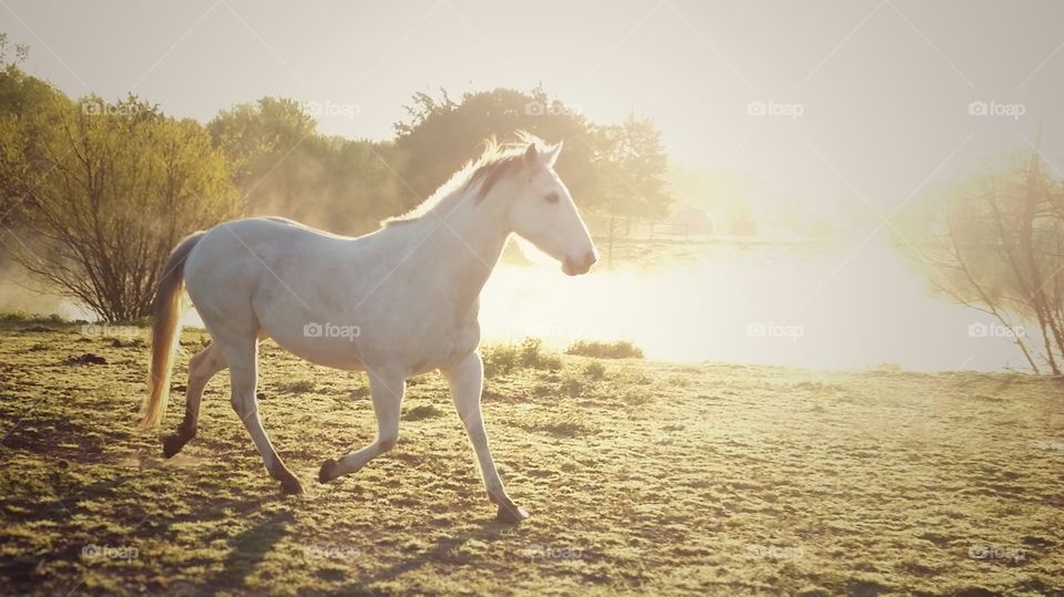 Beautiful gray horse trotting in the golden foggy morning sunrise