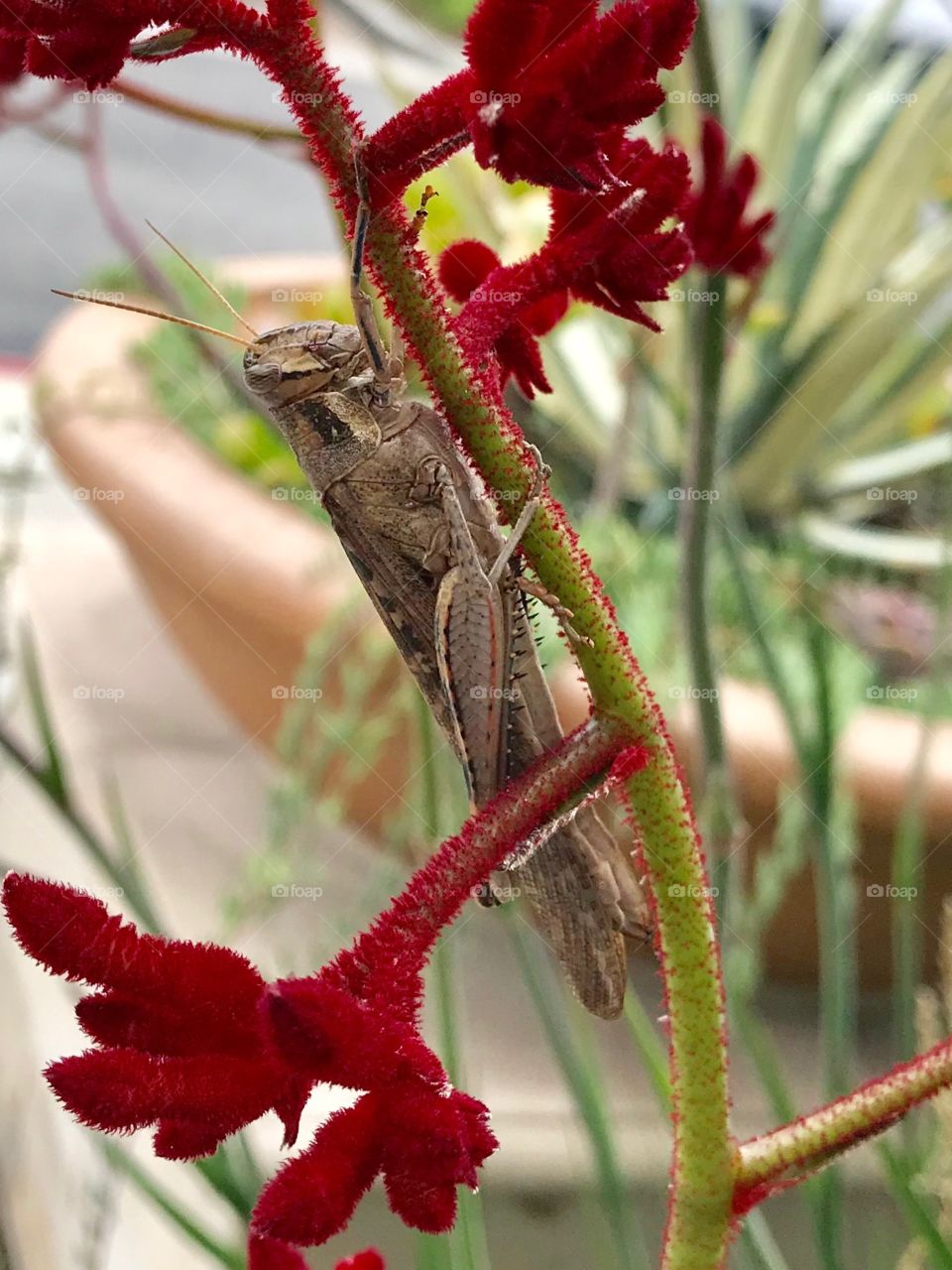 Grasshopper resting