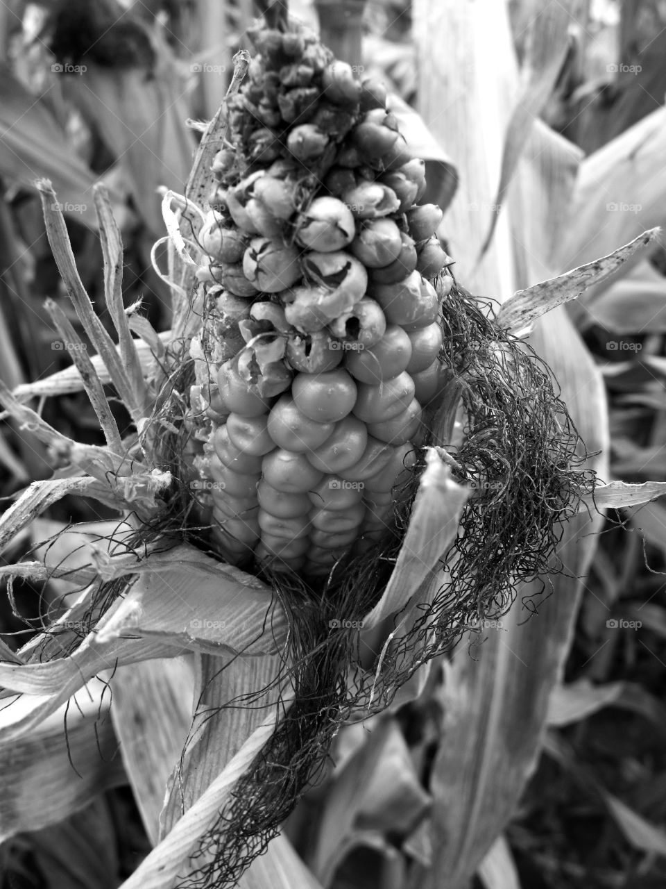 An ear of corn in a Halloween corn maze in Central Oregon on a fall day. 