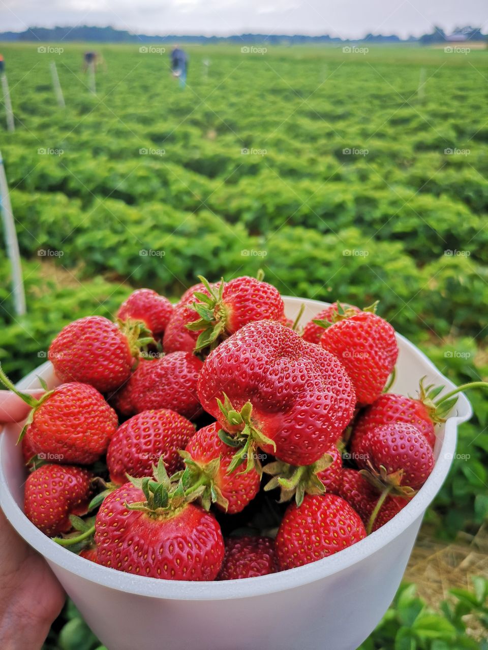 Bowl full of strawberries