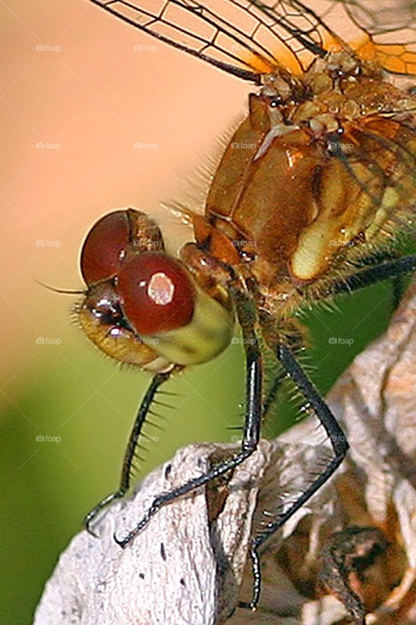 Dragonfly close up