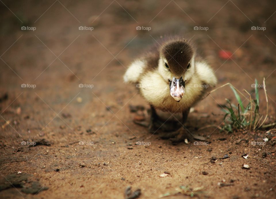 A pet duck in Uganda.