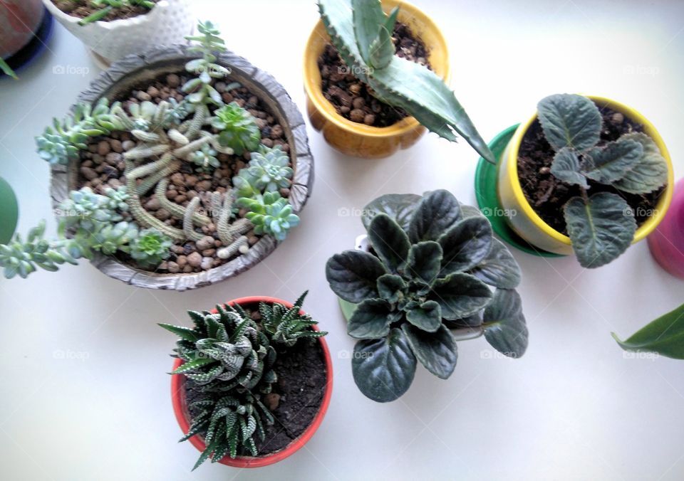 green house plants on a window