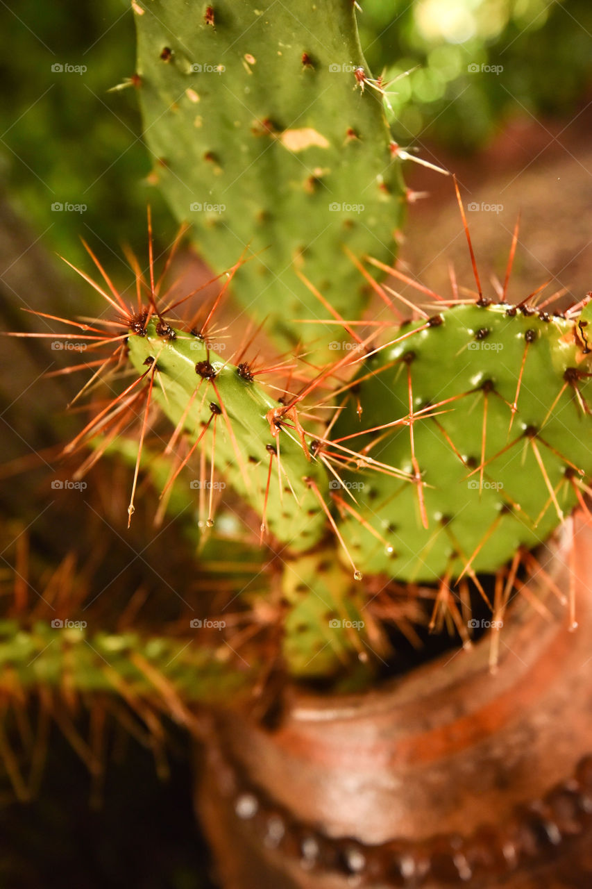 Cactus close up