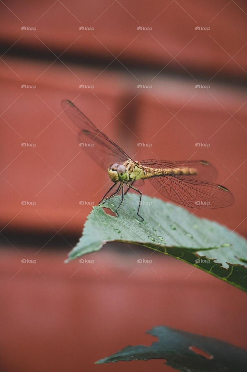 dragonfly macro summer