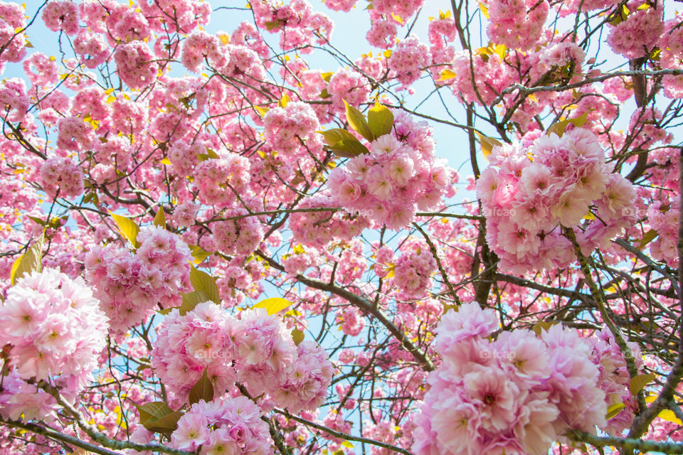 Cherry blossom in Malmö Sweden.