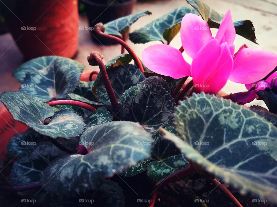 Flowers