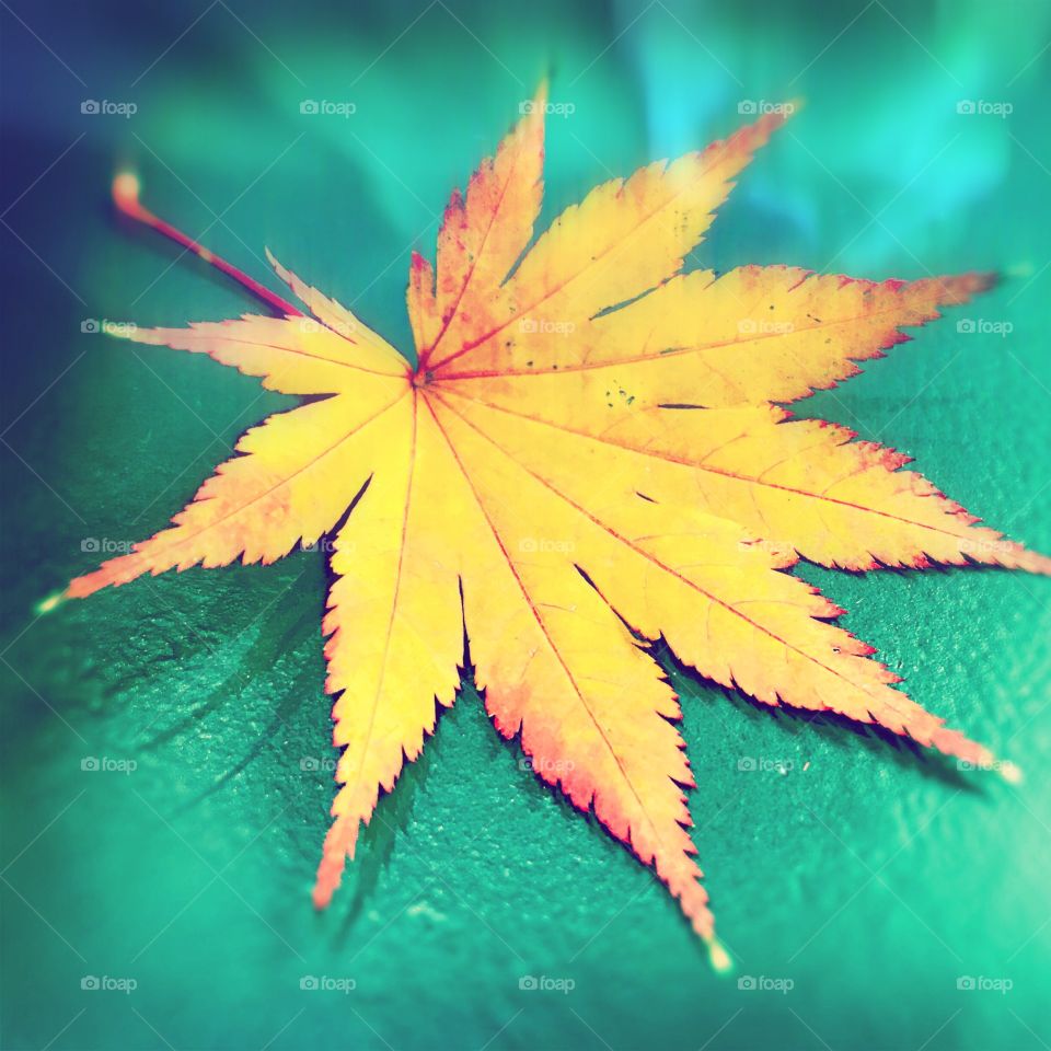 Maple leaf