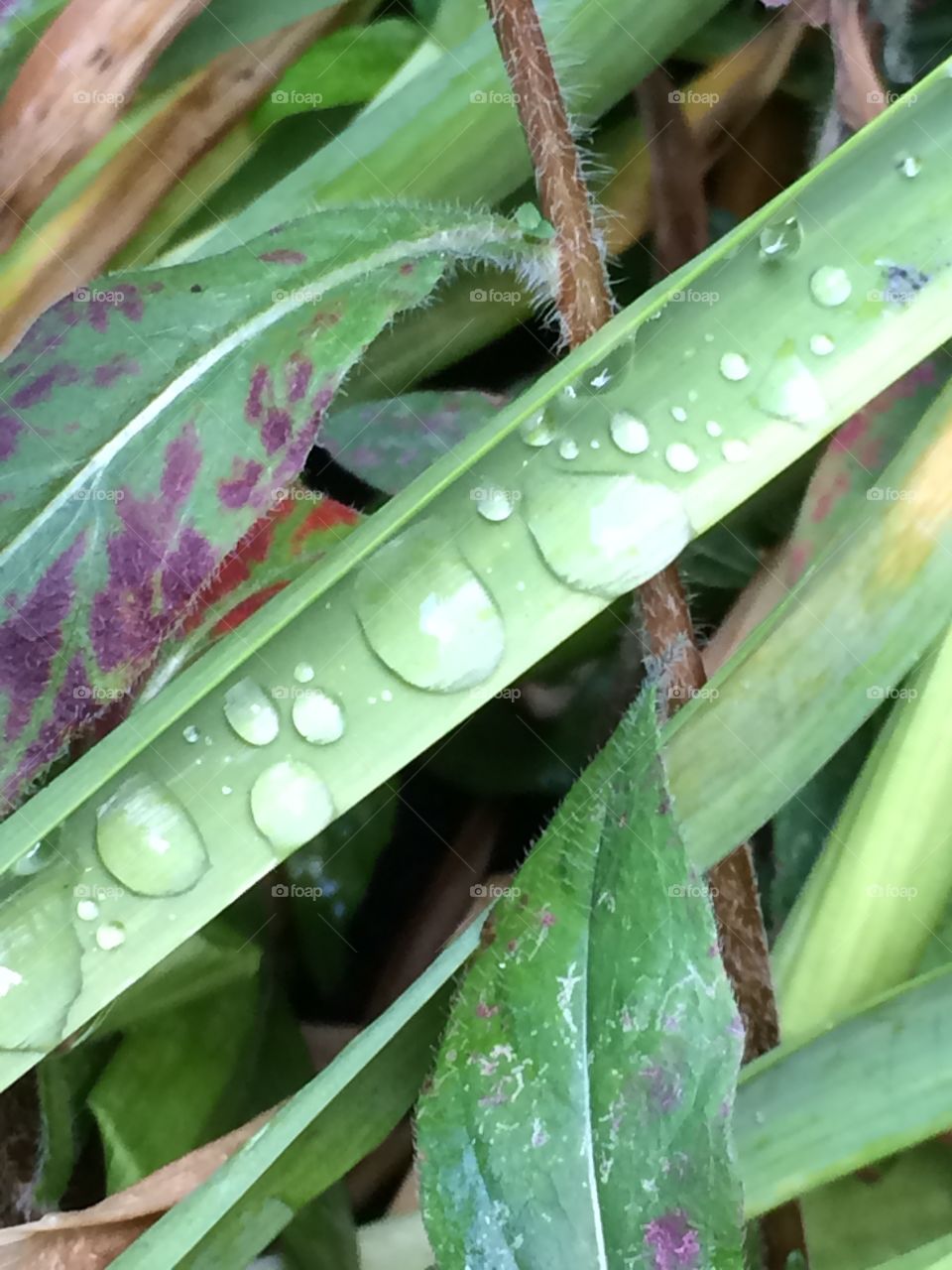 Droplets. Leaves